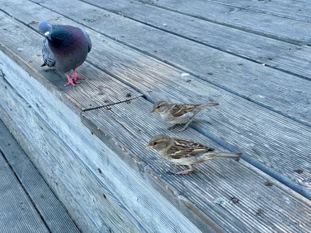 istock Pigeon spying on sparrows eating crumbs 1413573596