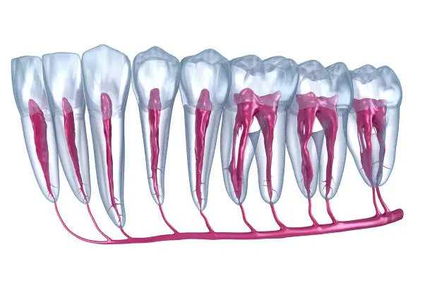 Photo of Dental root anatomy, Xray view. Medically accurate dental 3D illustration