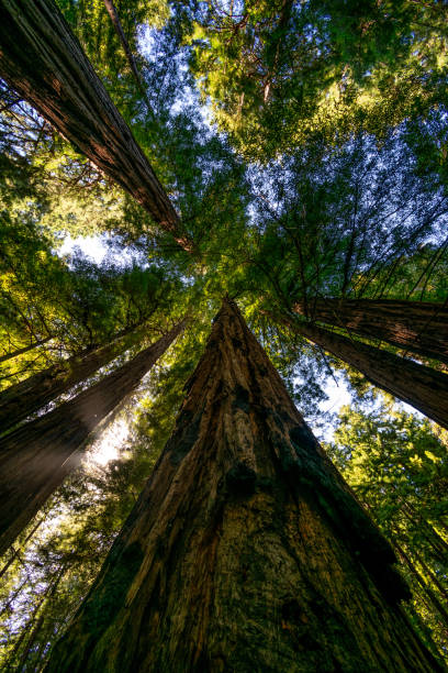 istock Redwoods of San Francisco 1413576021