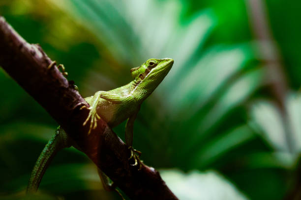 istock Close up of Iguana relaxing on tree branch 1413577754
