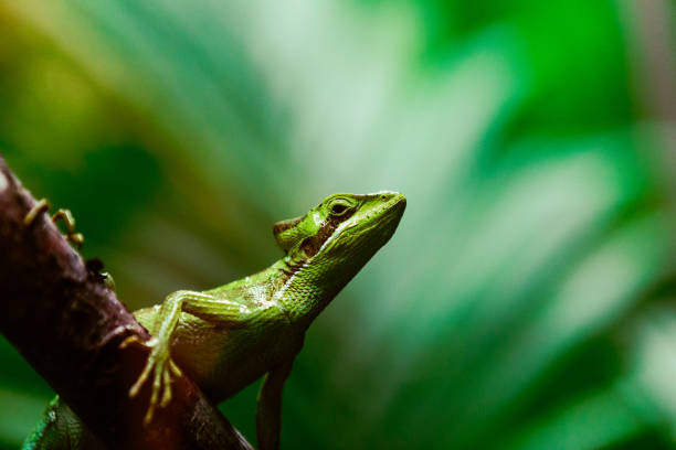 istock Close up of Iguana relaxing on tree branch 1413577791
