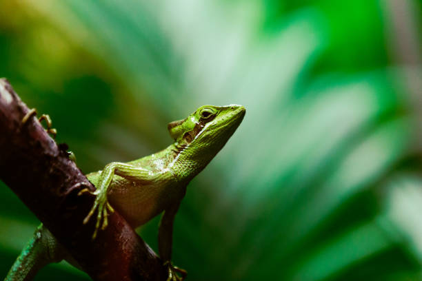 istock Close up of Iguana relaxing on tree branch 1413577887