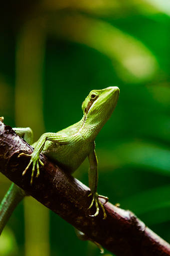 Close up color image depicting an iguana resting on the branch of a tree. Room for copy space.