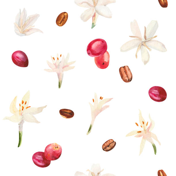 aquarell handbemalter kaffeebaumzweig, blumen und bohnen. kaffeepflanze. reifung von kaffeebeeren. - bean latté pattern frame stock-grafiken, -clipart, -cartoons und -symbole