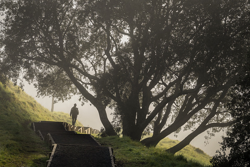 Man walking among the big trees in the fog. Mt Eden summit, Auckland.