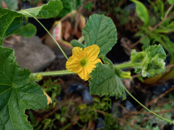 istock flower of melon plant in bloom 1413580024