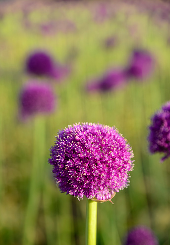 Close-up of purple allium flowers seen from a low point of view against a blue sky with some cloud shapes. Static shot.