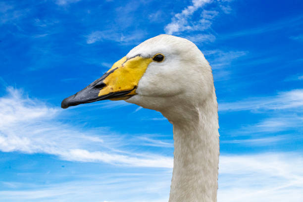 istock Swan head singing in close-up 1413582078