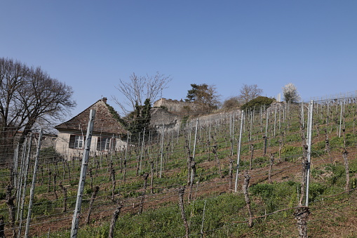 März 22, 2022, Breisach am Rhein: View over the vineyards on the Eckartsberg in Breisach am Rhein