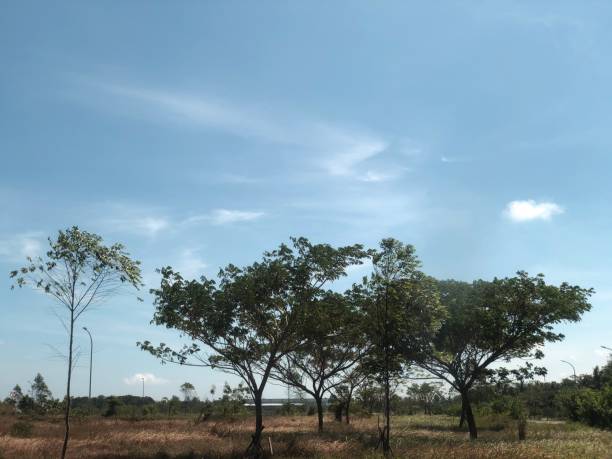 istock photo of trees and blue sky 1413582850