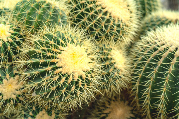 istock Golden barrel cactus from  southern Arizona 1413583467