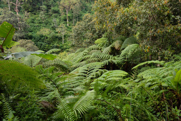 istock Ferns field in the dark 1413584034