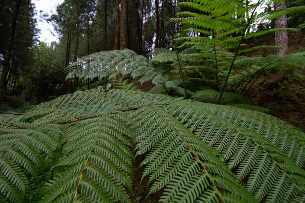 istock Ferns field in the dark 1413585134