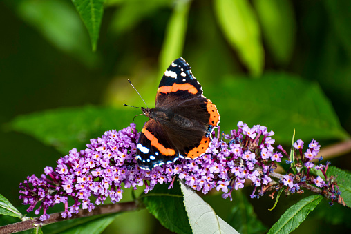 Red Admiral butterfly taking nectar from lilac Buddleia flower