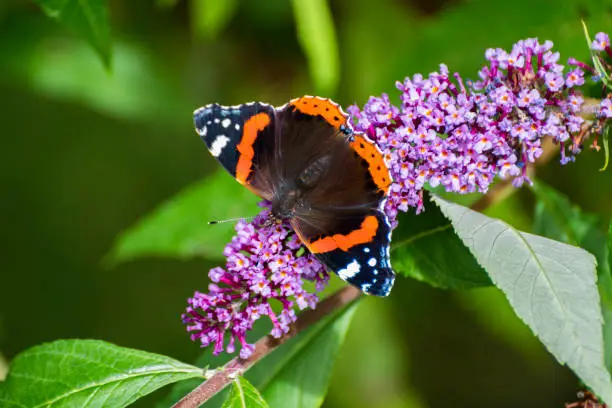 Photo of Red Admiral butterfly taking nectar from lilac Buddleia flower -  stock photo