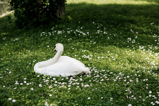 Beautiful white swan on grass. Swan on shore