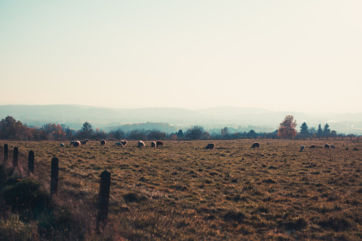 Sheep in the pasture. The sunset. Wolski Forest. Cracow. Poland. No people.