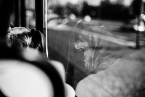Dog in the tram. Window reflection. Krakow in Poland. Black and white.