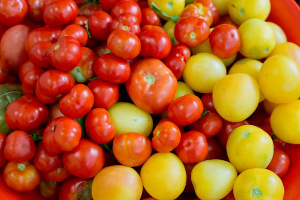 istock tomatoes in the garden 1413585998