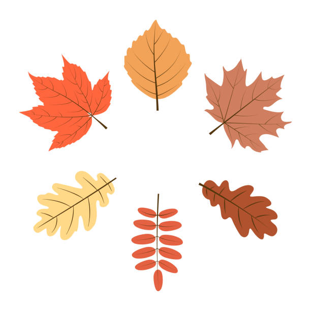 Set of autumn leaves on white Set of autumn leaves on white birch group gold stock illustrations