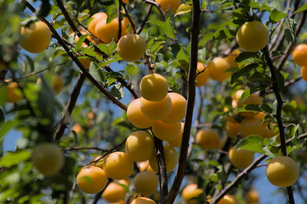 istock Siberian plum, also called Obilnaya (Prunus x hybrid) 1413588668