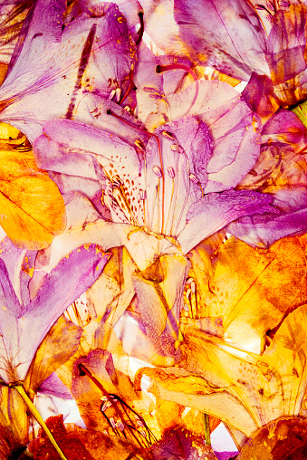 colorful dried petals - Beautiful dried blossoms of Rhododendron