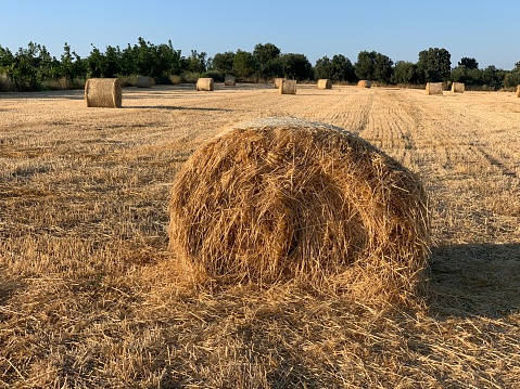 Roll of  Straw bale on the field after harvest