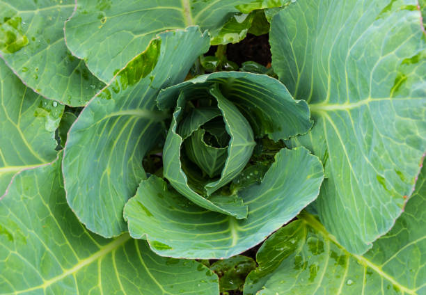 istock Wet fresh white cabbage after rain in the vegetable garden 1413591160