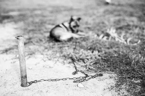 A chained dog lying in front of the kennel. Farm. Black and white. Medium shot. South Poland.