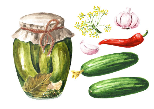 консервированные огурцы , акварельная рисованная иллюстрация, изолированная на белом фоне - vinegar bottle herb white stock illustrations