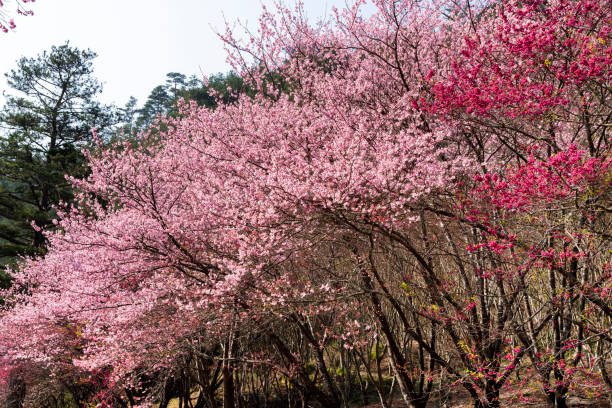 istock Low angle view of pink cherry blossoms at sakura gardens with blue sky background 1413591689