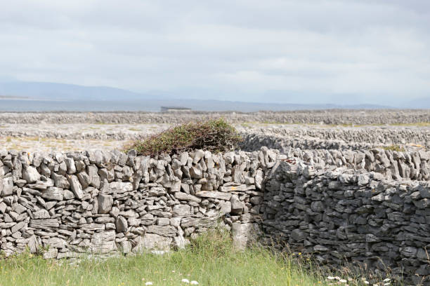 Some Facts about Irish Stone Walls\nWhy are there gaps in Irish stone walls?\nMany of the stone walls in the west and south of Ireland are known as ‘dry stone walls,’ meaning that they are made entirely without any mortar or other materials to help stick them together. As such, this leaves gaps between the stones, something tourists often notice as they drive past and can actually see the sky straight through them. Many of the walls here are quite ancient, and as such were made before the advent of or easy access to mortar and other cement-like materials to build them up.\nHow do they stand up then?\nWhile I’m not an expert wall-builder or stone mason myself, I have actually built a small section of stone wall here in the traditional style. Irish stone walls are made by carefully selecting the correct stones bit by bit as you progress onwards and upwards. One must ensure that each rock will properly be at rest within the wall, sitting still and balancing atop the last layer. Another thing I learned the hard way is that a common technique is to actually place the smallest stones along the bottom and then finish or ‘cap’ them with your larger and heavier rocks. Although seemingly counterintuitive at first, the downwards force of these larger rocks can help pack down the bottom layers, compressing them together and preventing them from moving or spilling. But yes, there’s a lot of trial and error as you go, especially when it’s your first time learning how to build an Irish stone wall.\n\nThis Picture is made during a Vacation to Ireland in July 2022. The Stone Walls are from the Aran Islands.
