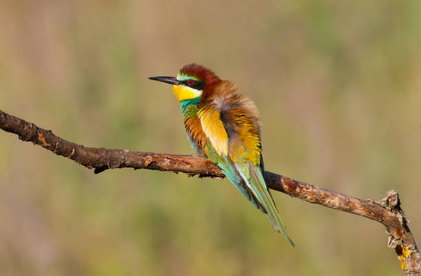 istock Merops apiaster, common bee-eater, uropean bee eater. Early morning a bird sits on an old beautiful dry branch 1413592678