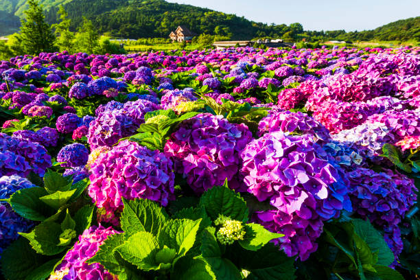 istock Beautiful bush of hydrangea flowers in a garden. 1413592964