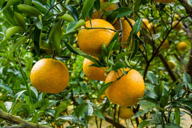 istock The oranges on the orange tree. 1413594288