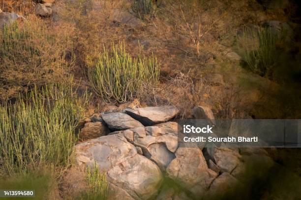 Wild Leopard Or Panther Resting On Big Rock With Scenic Landscape View And Habitat At Hill Or Mountains In Outdoor Wildlife Safari At Forest Reserve Of Rajasthan India Asia Panthera Pardus Fusca Stock Photo - Download Image Now
