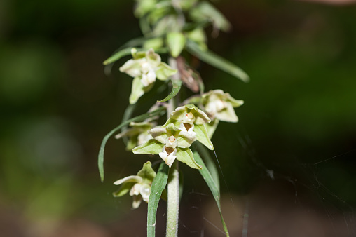 View of the Orchid Epipactis Greuteri