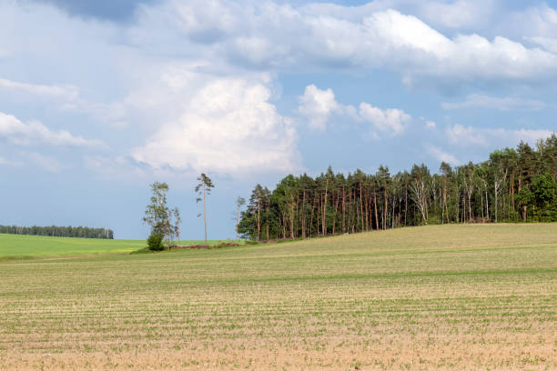 istock Agricultural wheat field with unripe wheat 1413594665