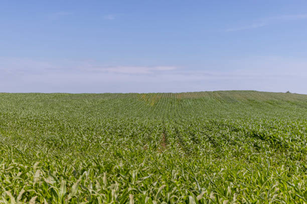 istock an agricultural field where young green corn grows 1413594725