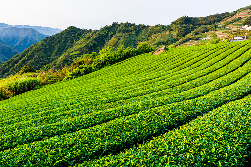 Beautiful tea plantation landscape on the mountaintop of Alishan in Chiayi, Taiwan.