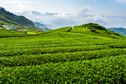 Beautiful tea plantation landscape on the mountaintop of Alishan in Chiayi, Taiwan.