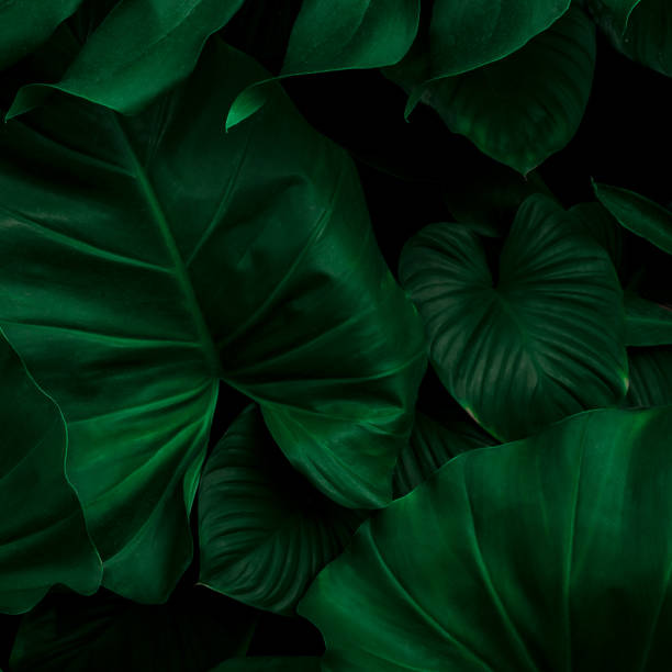 istock Dark green tropical leaf group background panoramic background concept of nature 1413596446