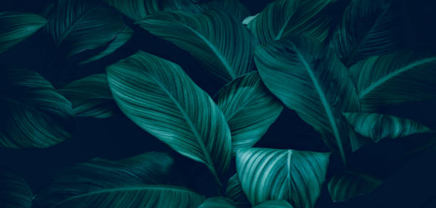 istock Dark green tropical leaf group background panoramic background concept of nature 1413596448