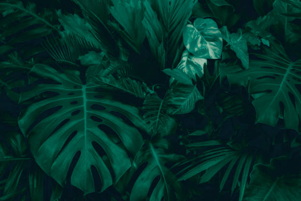 istock Dark green tropical leaf group background panoramic background concept of nature 1413596515