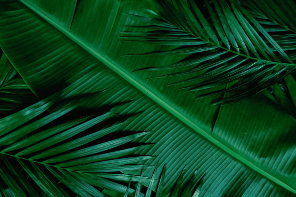 istock abstract green leaf texture, tropical leaf foliage nature dark green background 1413596522