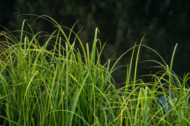 carex elata, грашальме (син. stricta), трава осоки туссоковой возле пятиров нистр молдова днестр, alliums typha. раш (butomus umbellatus) - grashalme стоковые фото и изображения