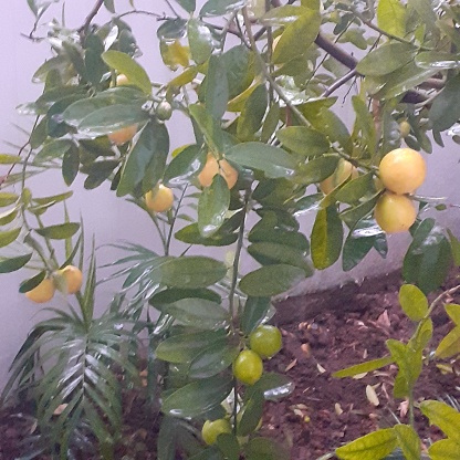Lemon plant after Rain