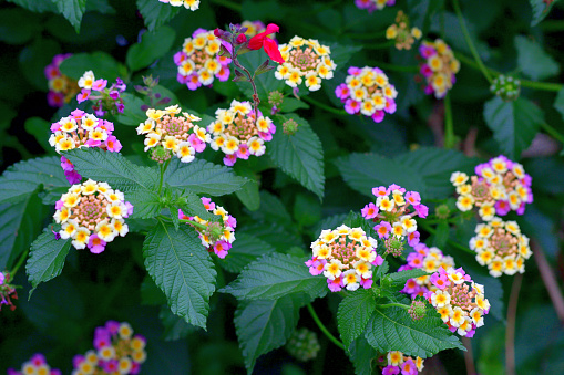 Lantana camara, commonly called lantana or shrub verbena, also known as big-sage, red-sage, white-sage and tick berry, is a species of flowering plant, which is native to Central and South America. It has spread to the world and is considered to be a noxious weed in many frost-free, tropical areas where it can rapidly spread to form dense thickets. It bears small tubular shaped flowers, which each have four petals forming clusters. The blooming time is from early summer to autumn in temperate areas.\nFlowers come in many different colors, including red, yellow, white, pink, orange and purple.