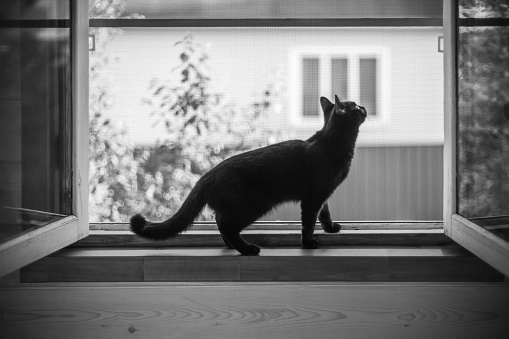 A black cat on the windowsill looks out of the open window in countryside