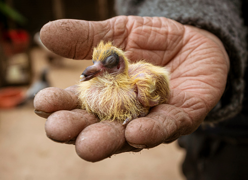 Istanbul, Turkey - April 29, 2022 - man holds baby pigeon in his hand.